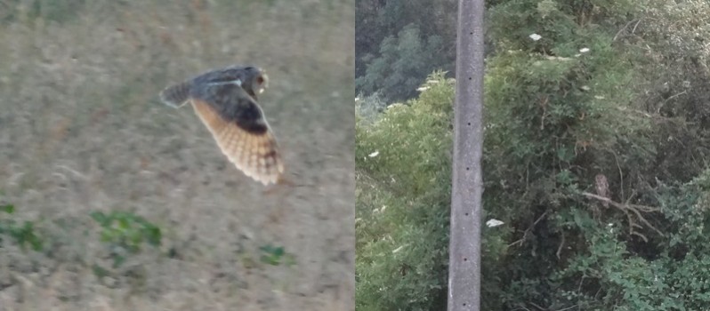 Hibou Moyen Duc à Perwez