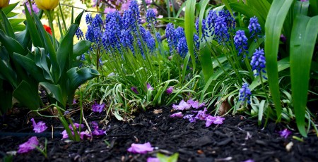 Jardin naturel