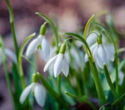 Perce-Neige