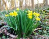 Des jonquilles dans le bois de Burlet