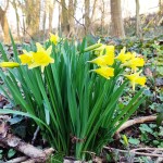 Des jonquilles dans le bois de Burlet