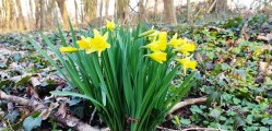 Des jonquilles dans le bois de Burlet