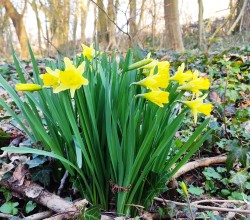 Des jonquilles dans le bois de Burlet