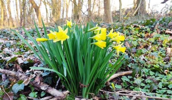 Des jonquilles dans le bois de Burlet