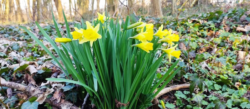 Des jonquilles dans le bois de Burlet